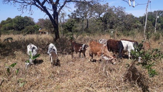 sitio-venda-lontra-municipio-de-sete-lagoas-225026